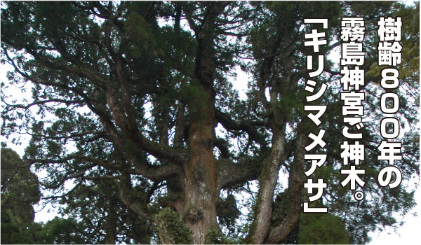 樹齢800年の、霧島神宮ご神木。キリシマメアサ