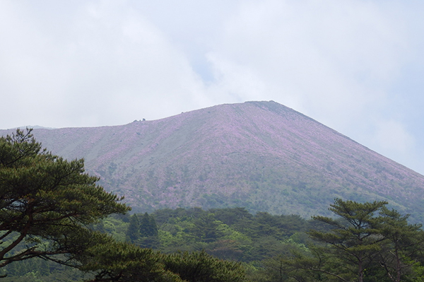 韓国岳（からくにだけ）の山肌に、キリシマツツジの群生が咲く様子（例年4月～5月頃）