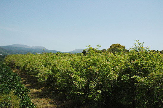 ひと粒ずつ熟していく、ブルーベリー果実。鹿児島県　霧島の「明るい農村」自社農園にて。