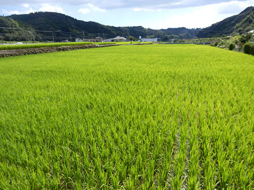 農業法人明るい農村　稲育っています2015