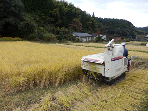 農業法人明るい農村　米の収穫2015