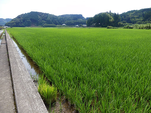 20160809　稲が成長