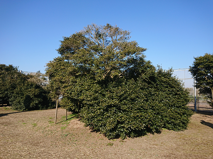 大茶樹公園　樹齢140年　霧島茶の木