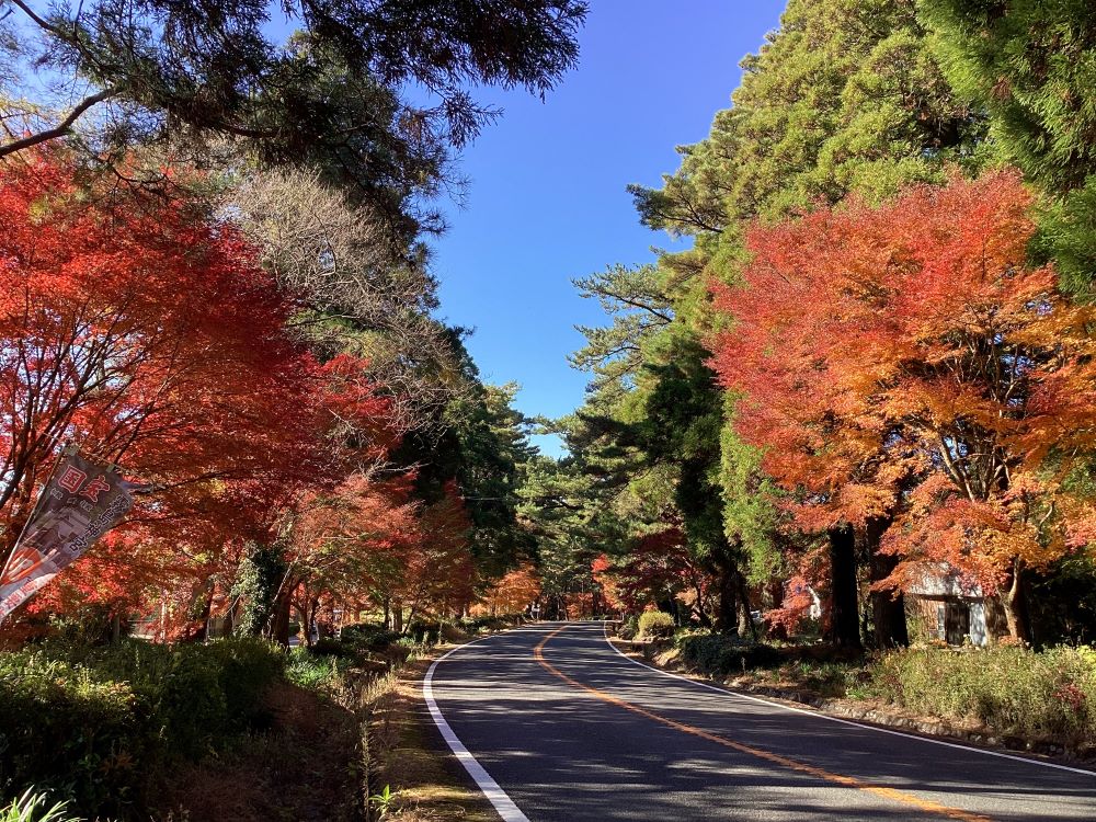 蔵から車で、霧島神宮に向かうと、参道のもみじが
真っ赤に色づいています（11月27日）
