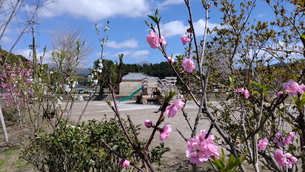 蔵のニコニコ広場では、桃の花や桜が咲き始め、
春の訪れを感じています。（3月2日）
