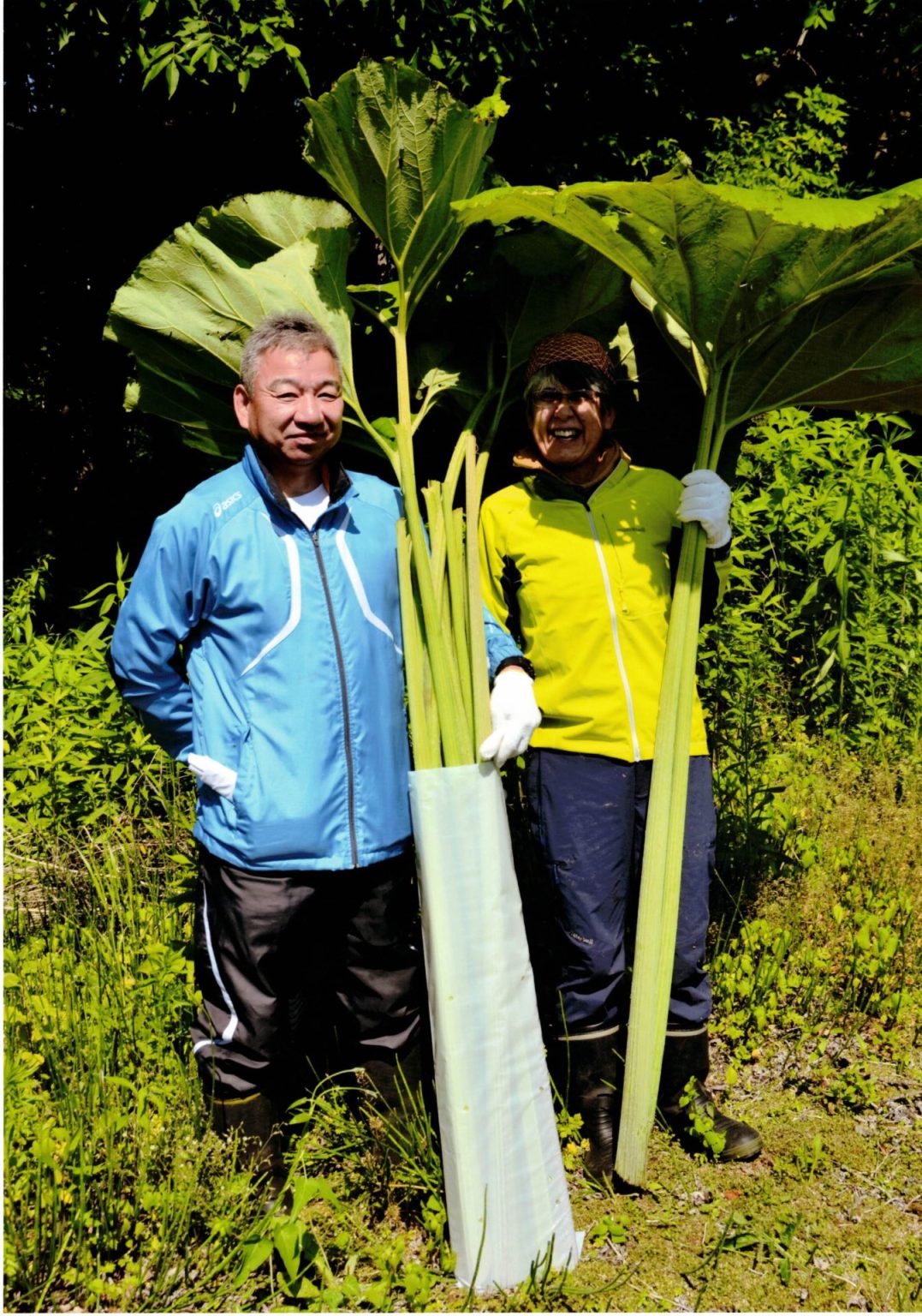 明るい農村フォトコンテスト「ラワンブキに大満足」＜撮影地：北海道足寄町＞