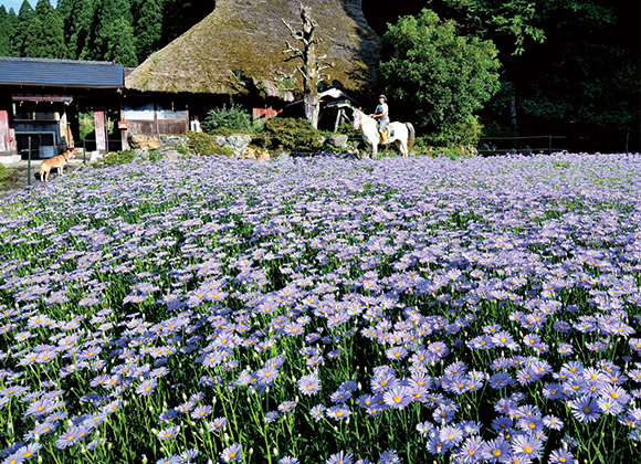 第14回　明るい農村フォトコンテスト「愛馬と守る花畑」