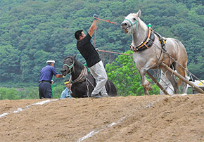 第10回 明るい農村フォトコンテスト「馬力大会」