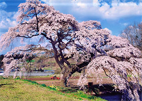 第８回明るい農村フォトコンテスト「桜の開花を合図に!!」