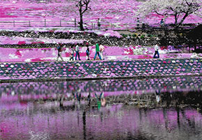 第10回 明るい農村フォトコンテスト「水田に映える芝桜」