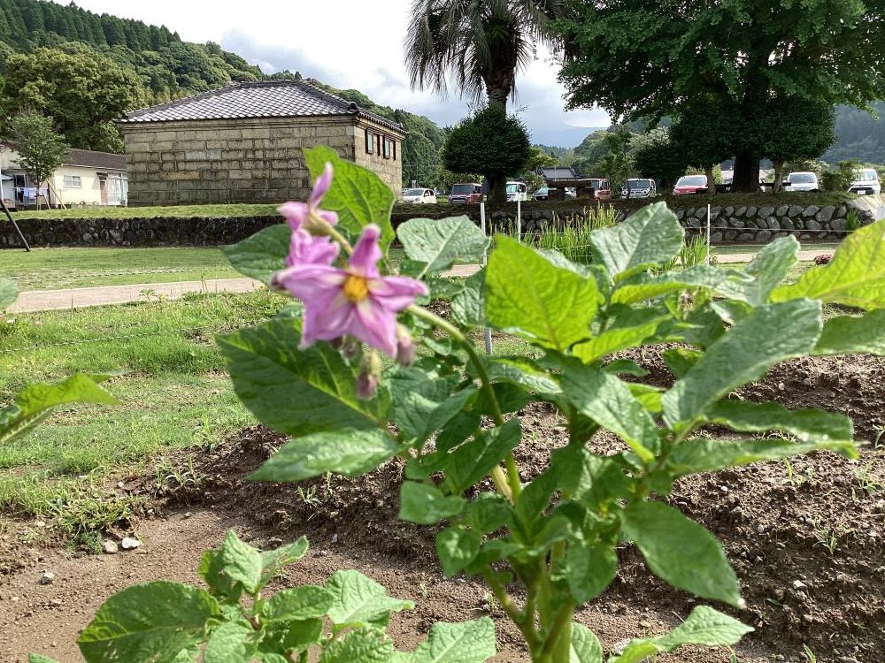 うす紫色の「じゃがいもの花」が咲きました。10年程前にじゃがいも焼酎を造っていらい久しぶりにじゃがいもを植えましたが、ひとつ、ふたつと花が咲きました。霧島ではめずらしい風景です。（5月23日、明るい農村のにこにこ広場）
