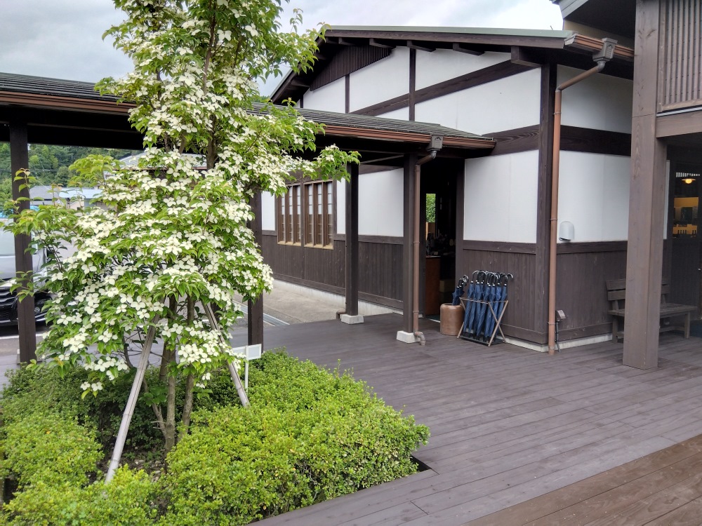 初夏に開花するヤマボウシ（山法師）の白い花が、咲き誇っています。（6月27日、蔵直売所横）