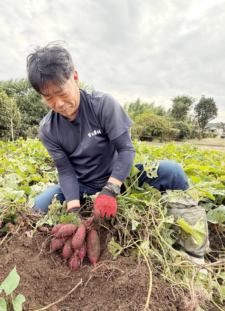 明るい農村　さつまいもの収穫