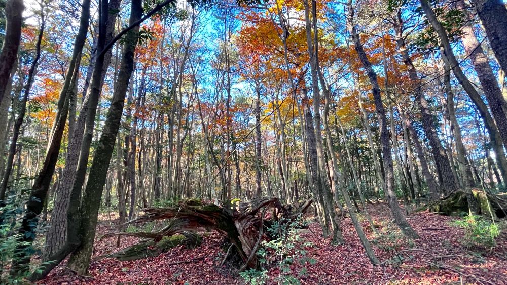 青空と高い木々の上に黄色やオレンジ色の紅葉