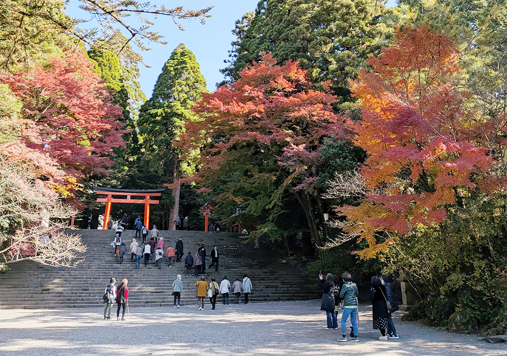 霧島神宮の紅葉は、今がピークを迎えています。赤やオレンジ色の葉と、荘厳な神宮の風景がとても美しいです。（11月28日）