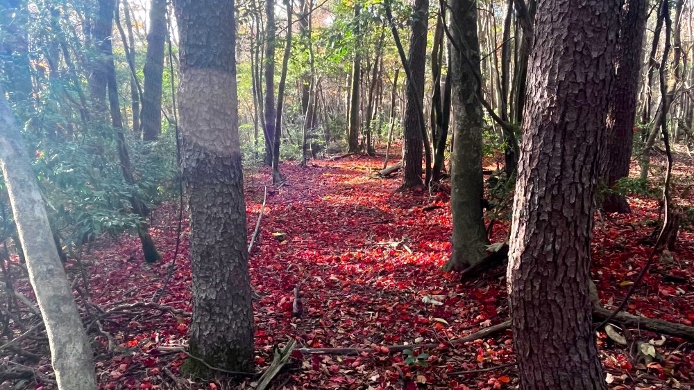 えびの高原近く山に一歩入ると、紅葉の赤いじゅうたん