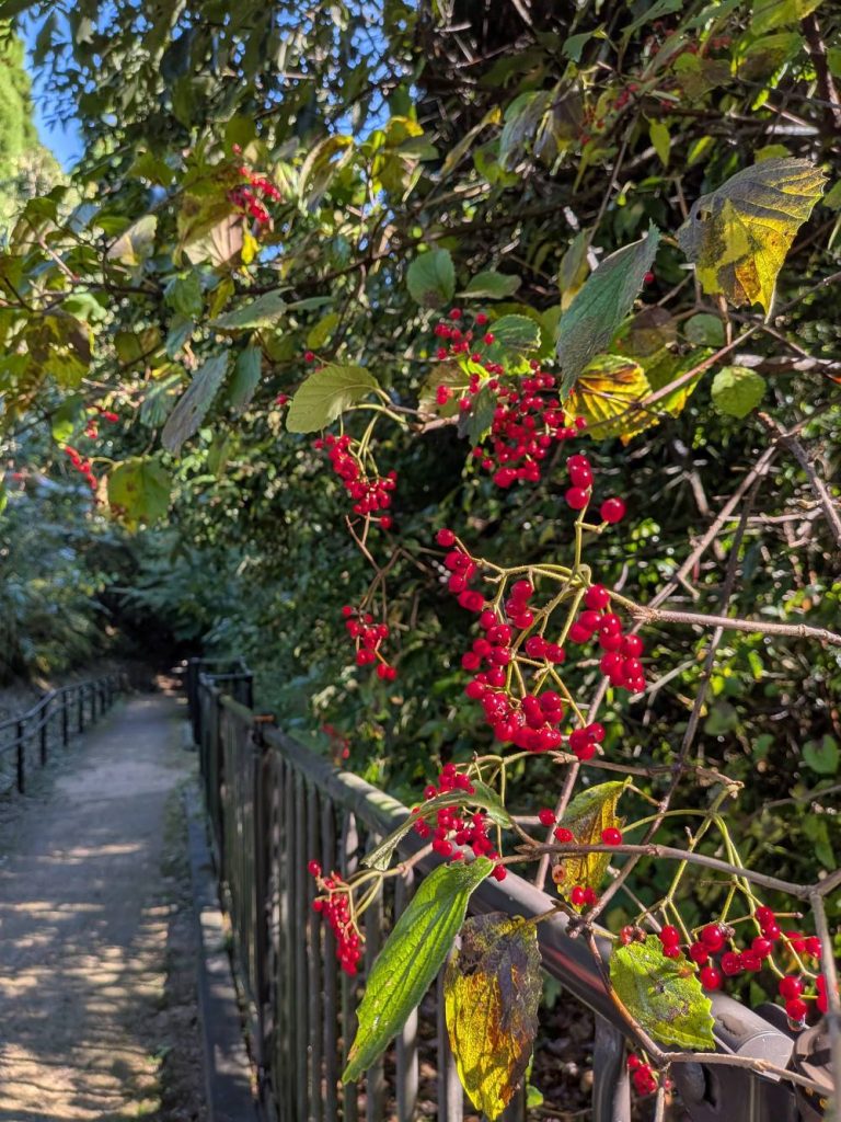 神水峡そばの小道で赤く色づく木の実