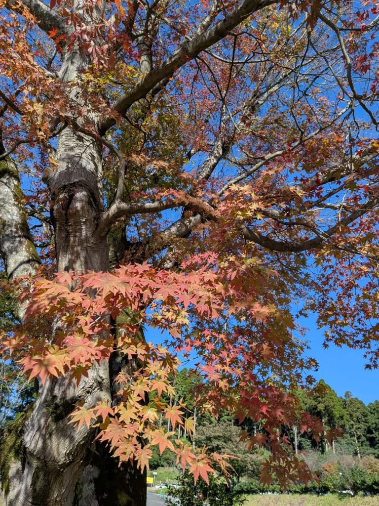 霧島神宮駐車場にある大きなモミジ