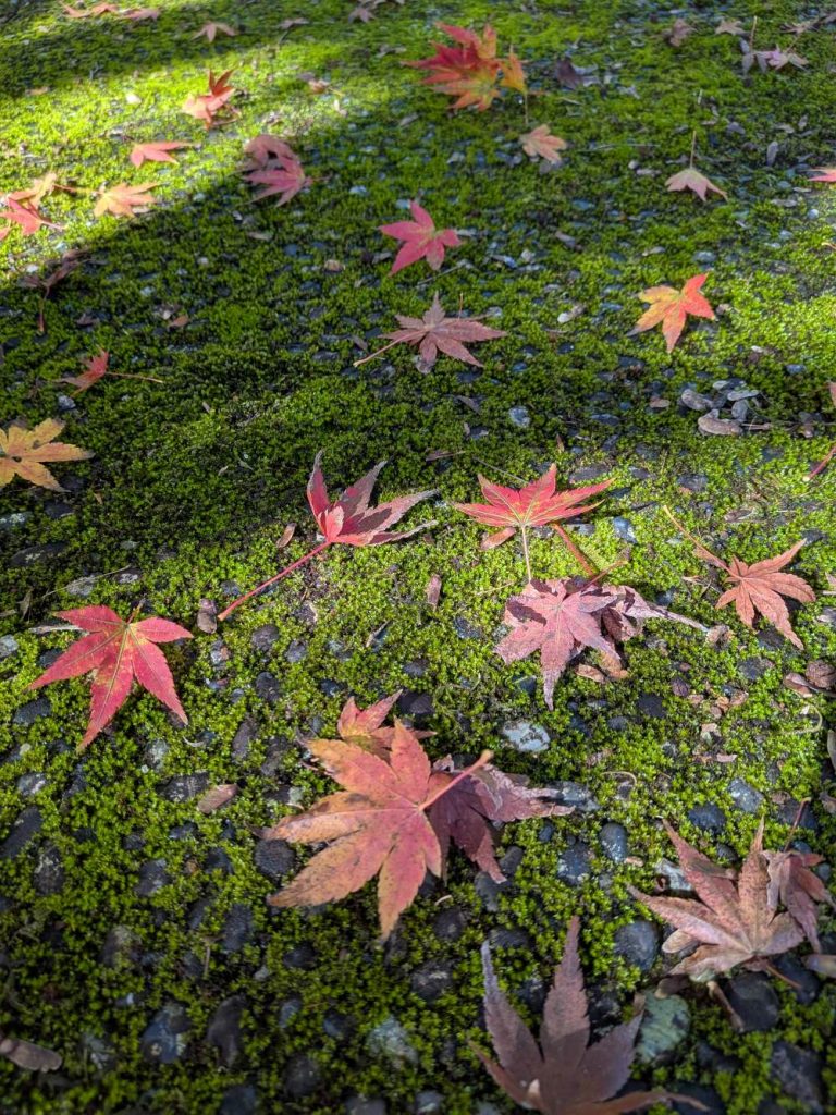 明るい農村近くの紅葉　国立公園入口