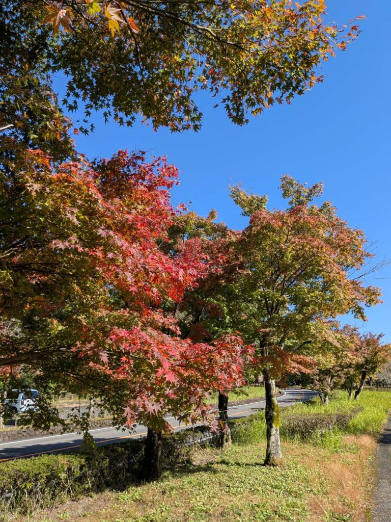 明るい農村近くの紅葉　国立公園入口