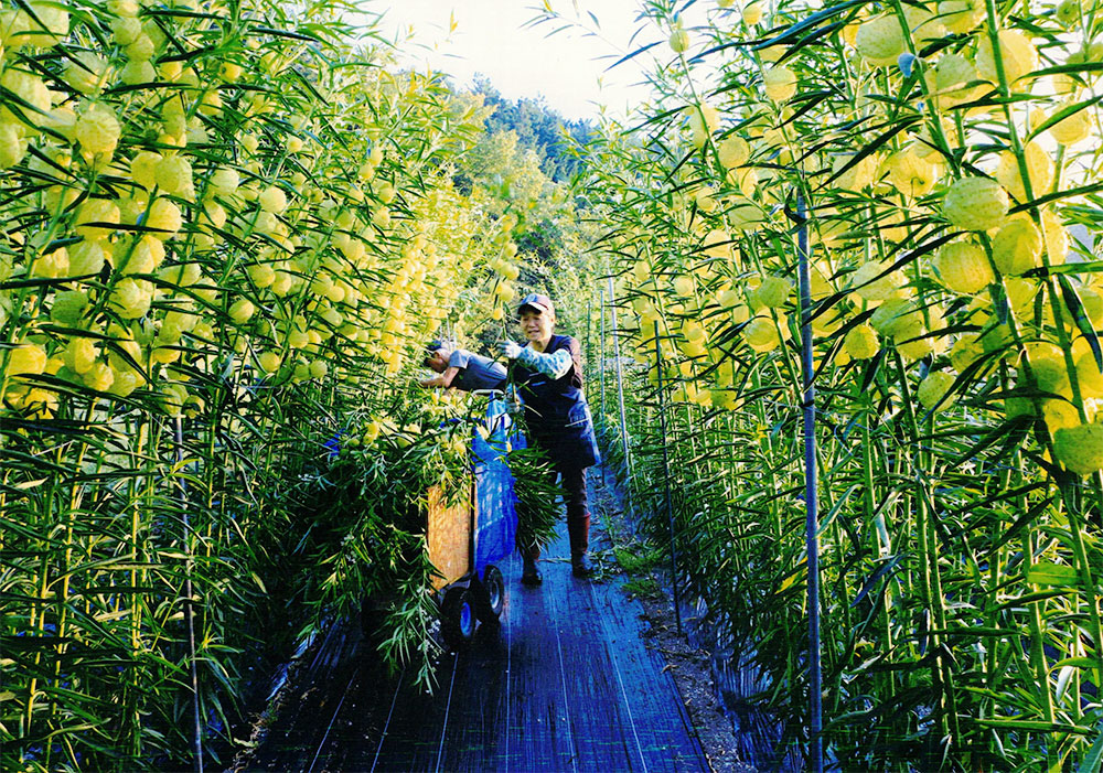 「フウセン唐綿の収穫」