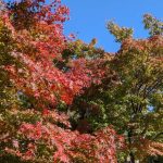 明るい農村近くの紅葉