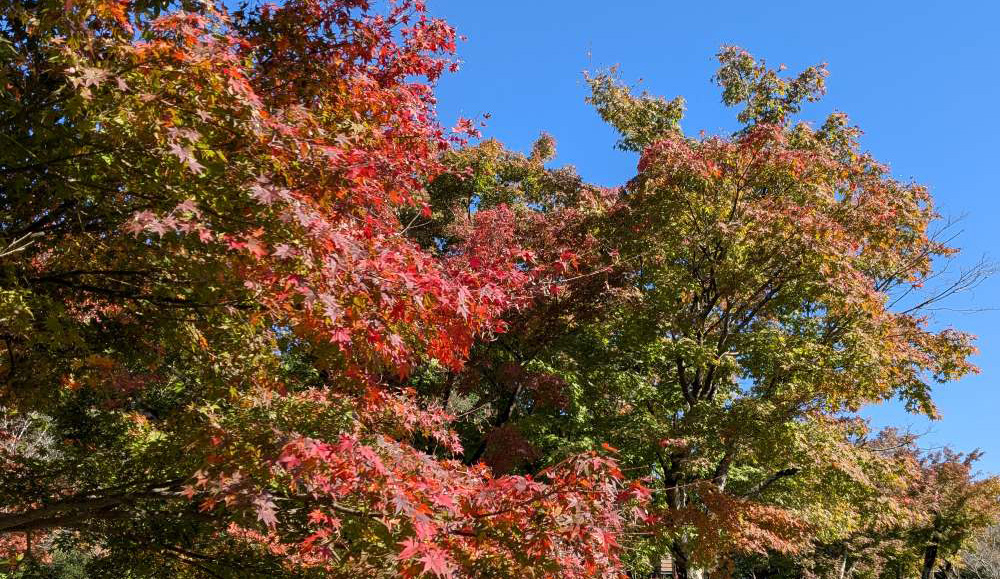 明るい農村近くの紅葉