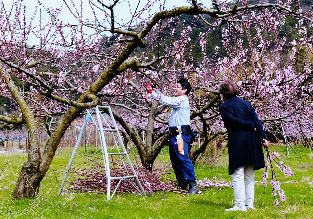 「桃花剪定」