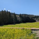 霧島では青空の下、あちこちの田んぼで菜の花畑が見られます。霧島に春が訪れたと感じる景色です。(3月13日)