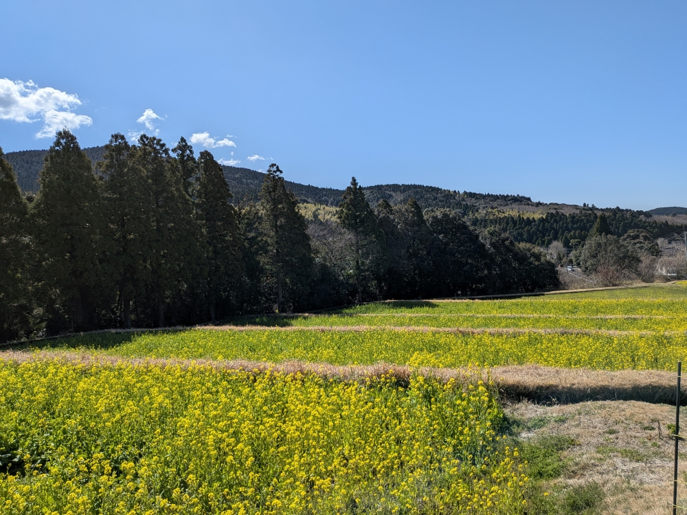 霧島では青空の下、あちこちの田んぼで菜の花畑が見られます。霧島に春が訪れたと感じる景色です。(3月13日)