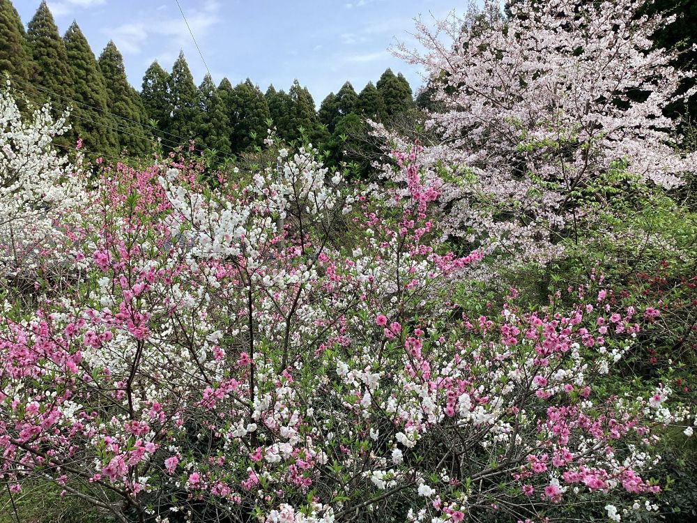 北山地区の山中。まさに春らんまん。(3月29日)