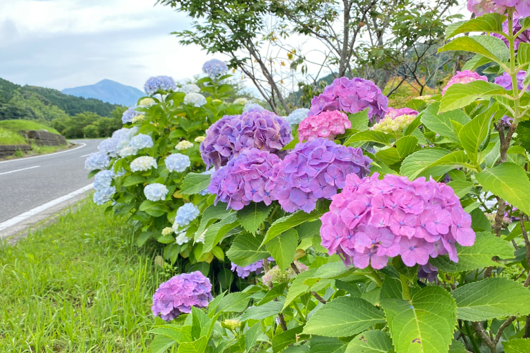 6月 あじさいロード
