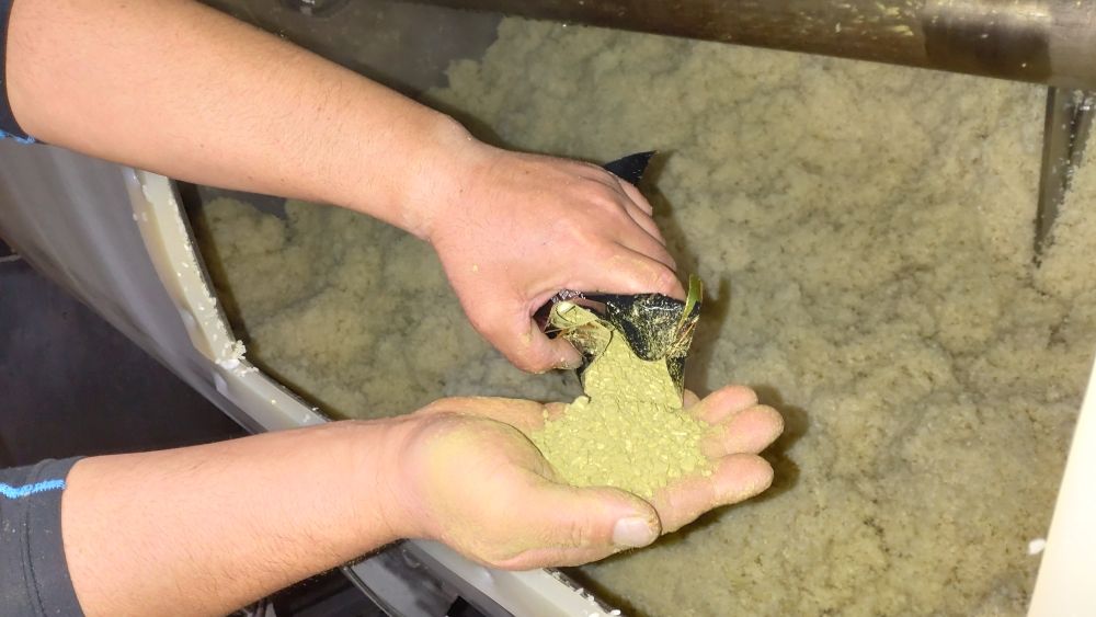 ほんのり黄緑色の黄麴