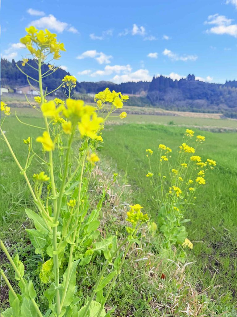 3月菜の花