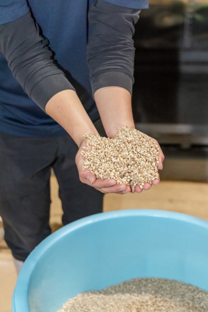 麦焼酎の仕込み