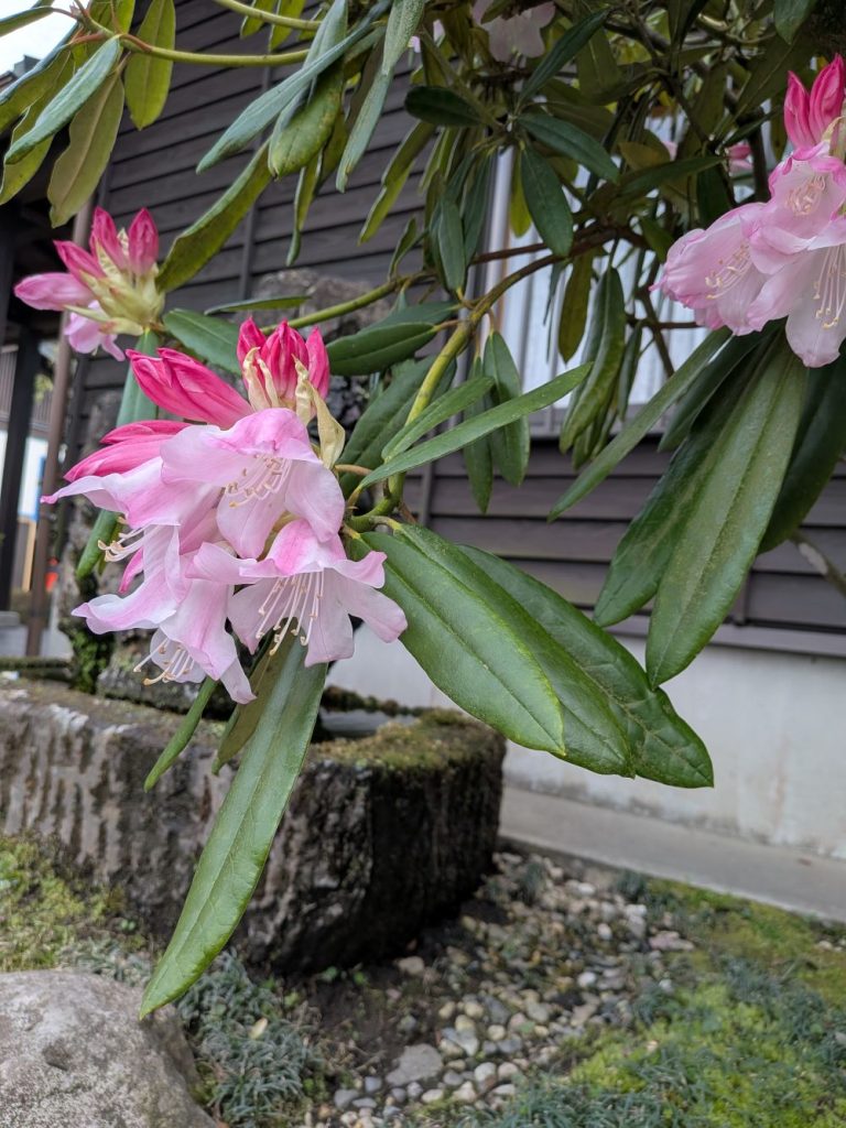 しゃくなげの花