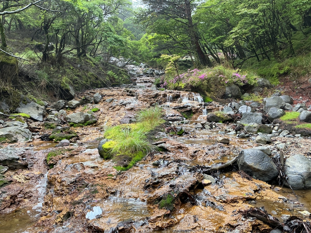 霧島連山の山頂への道は、強い風と雨。雨具を付けて山に入るのに少し躊躇しましたが、鮮やかな新緑の木々と淡い紅紫のミヤマキリシマの「美しさ」に感動しました。(5月24日)