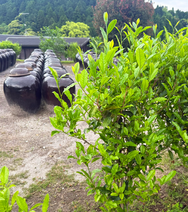 明るい農村 蔵 茶 焼酎