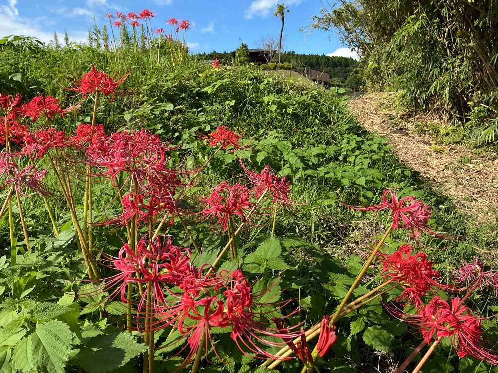 蔵の裏の小さな畑に咲く赤いヒガンバナ。新焼酎の香りとともに秋の気配です(9月19日)。