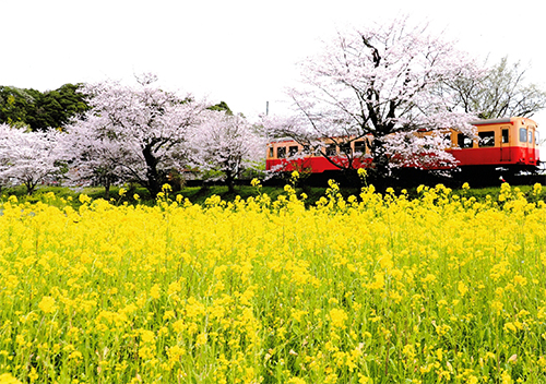 菜の花畑と桜と気動車